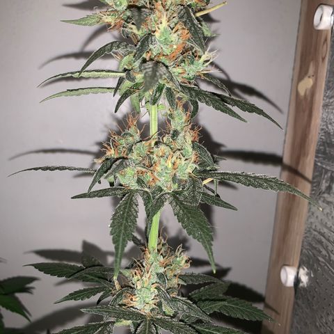 California O. G. x Manga Rosa Auto growlog timeline photo