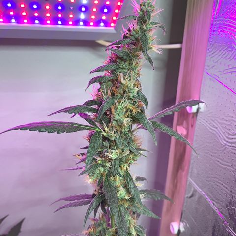 California O. G. x Manga Rosa Auto growlog timeline photo