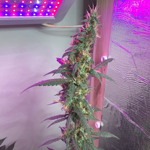California O. G. x Manga Rosa Auto growlog timeline photo