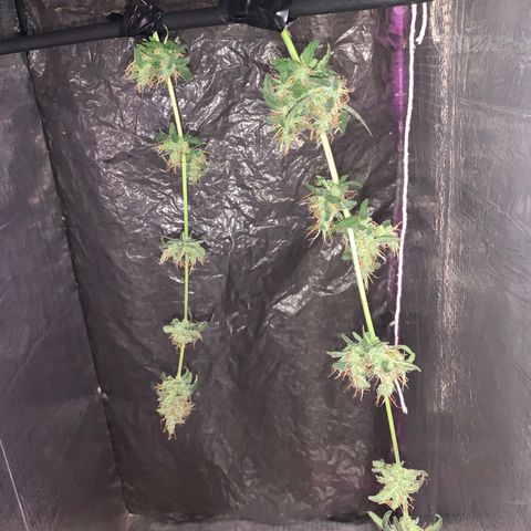California O. G. x Manga Rosa Auto growlog photo: ja colhi alguns galhos dela