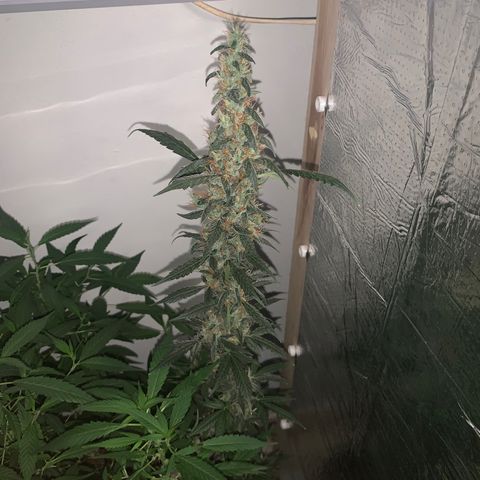 California O. G. x Manga Rosa Auto growlog timeline photo