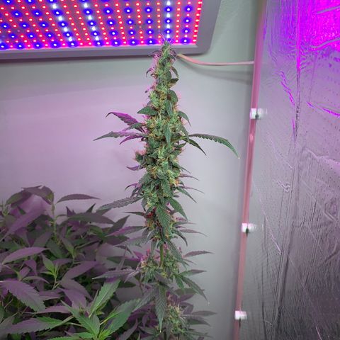 California O. G. x Manga Rosa Auto growlog timeline photo