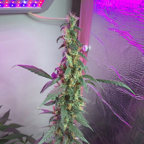 California O. G. x Manga Rosa Auto growlog timeline photo