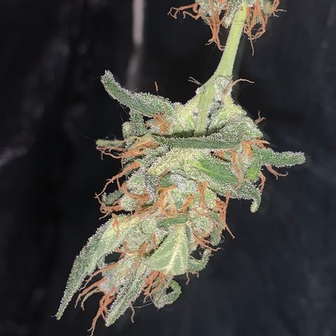 California O. G. x Manga Rosa Auto growlog photo: 🎄bud em curamento