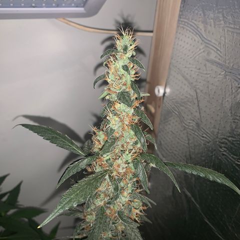 California O. G. x Manga Rosa Auto growlog timeline photo