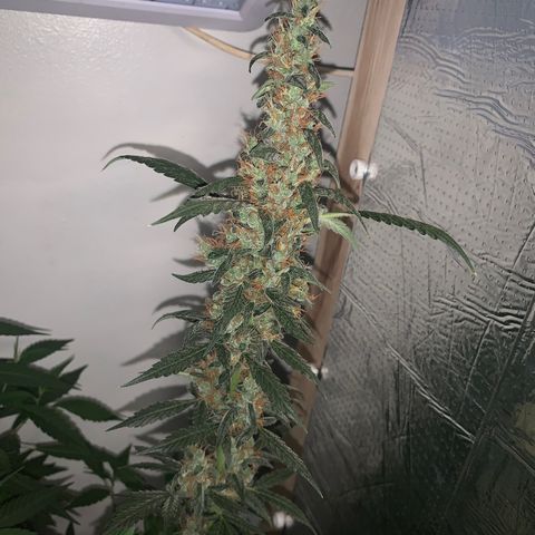 California O. G. x Manga Rosa Auto growlog timeline photo