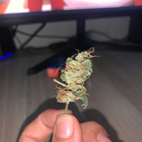 California O. G. x Manga Rosa Auto growlog timeline photo