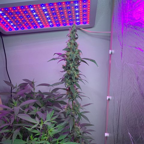 California O. G. x Manga Rosa Auto growlog timeline photo