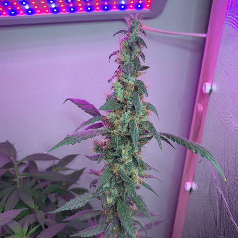 California O. G. x Manga Rosa Auto growlog timeline photo
