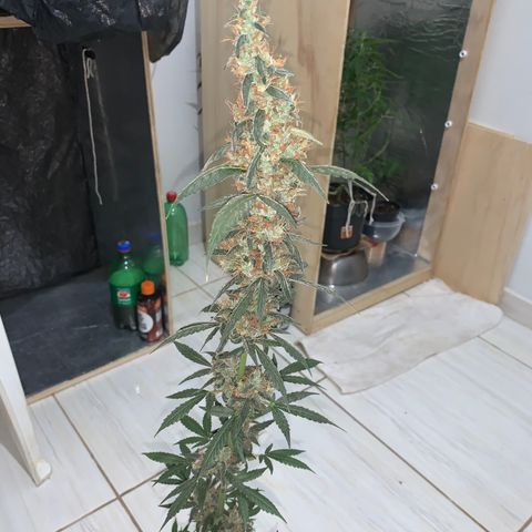 California O. G. x Manga Rosa Auto growlog timeline photo