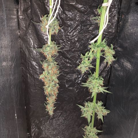 California O. G. x Manga Rosa Auto growlog timeline photo