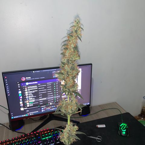 California O. G. x Manga Rosa Auto growlog timeline photo