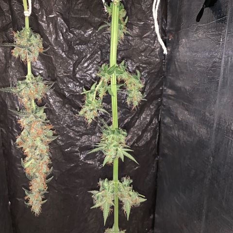 California O. G. x Manga Rosa Auto growlog timeline photo