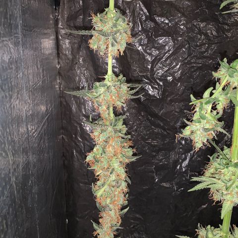 California O. G. x Manga Rosa Auto growlog timeline photo