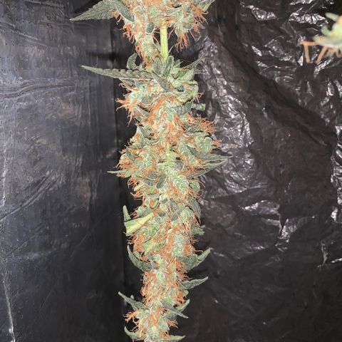 California O. G. x Manga Rosa Auto growlog timeline photo