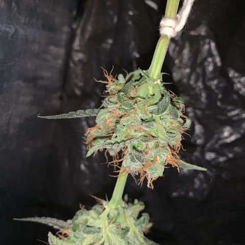 California O. G. x Manga Rosa Auto growlog timeline photo