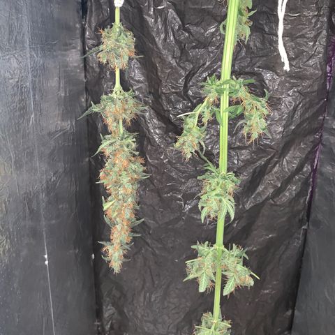 California O. G. x Manga Rosa Auto growlog timeline photo