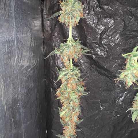 California O. G. x Manga Rosa Auto growlog timeline photo