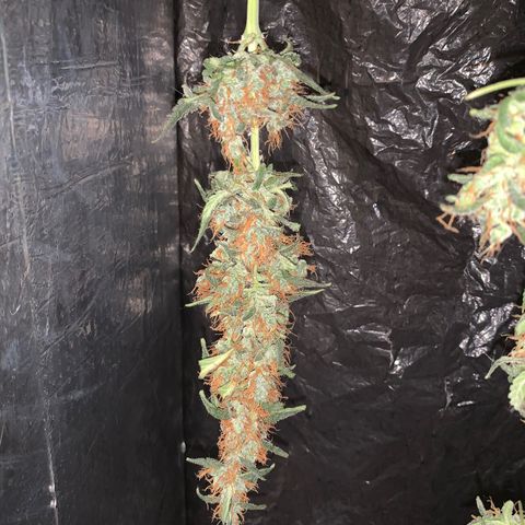 California O. G. x Manga Rosa Auto growlog timeline photo