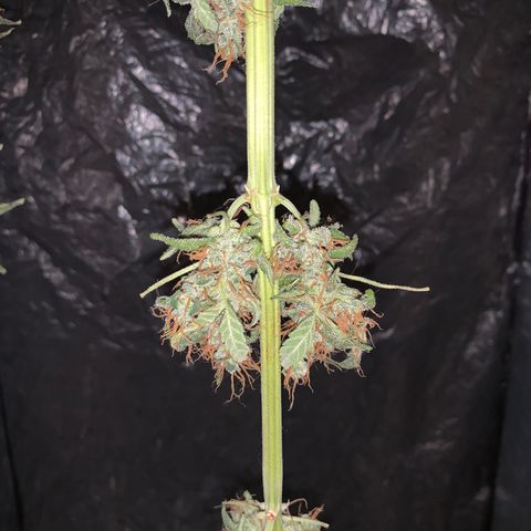 California O. G. x Manga Rosa Auto growlog timeline photo