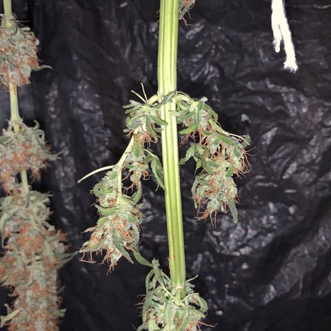 California O. G. x Manga Rosa Auto growlog timeline photo