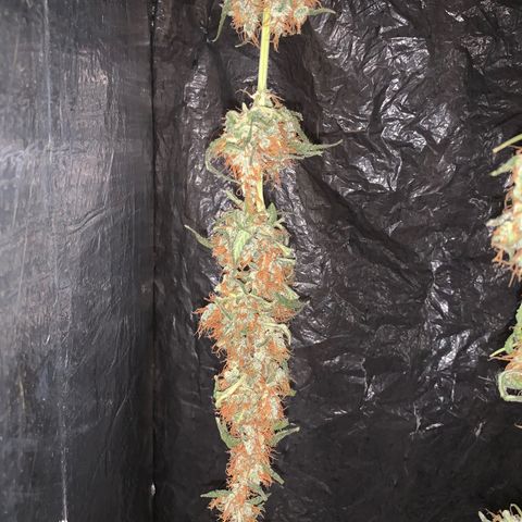 California O. G. x Manga Rosa Auto growlog timeline photo