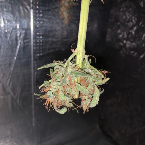 California O. G. x Manga Rosa Auto growlog timeline photo