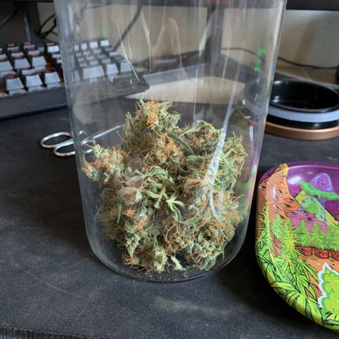 California O. G. x Manga Rosa Auto growlog timeline photo