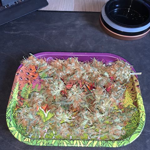 California O. G. x Manga Rosa Auto growlog timeline photo