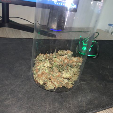 California O. G. x Manga Rosa Auto growlog timeline photo