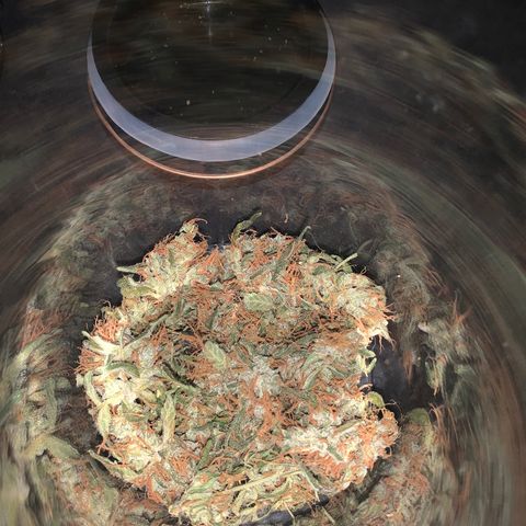 California O. G. x Manga Rosa Auto growlog timeline photo