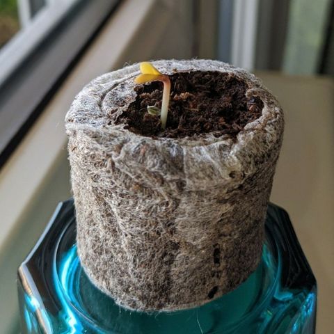 BCN Critical XXL Autoflower growlog timeline photo