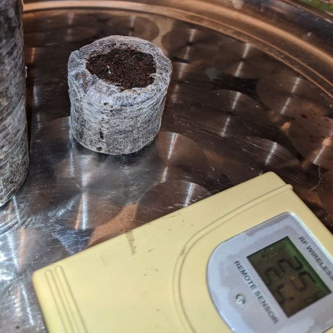 BCN Critical XXL Autoflower growlog timeline photo