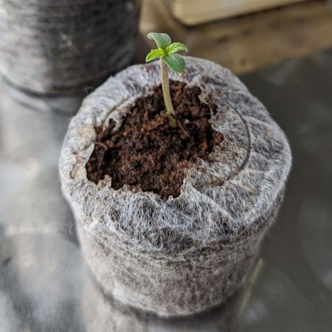 BCN Critical XXL Autoflower growlog timeline photo