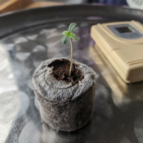 BCN Critical XXL Autoflower growlog timeline photo