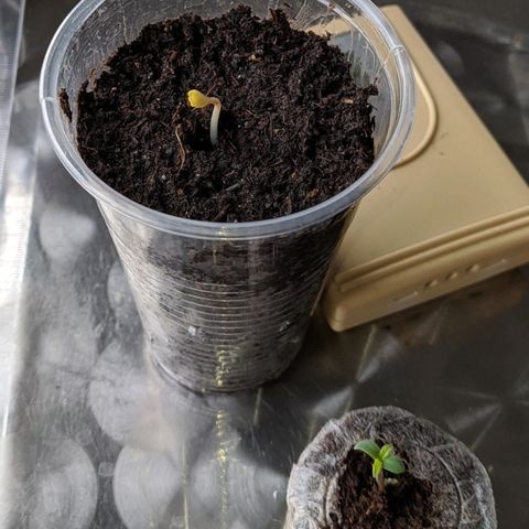 BCN Critical XXL Autoflower growlog timeline photo