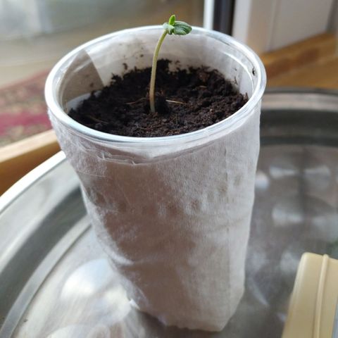 BCN Critical XXL Autoflower growlog timeline photo
