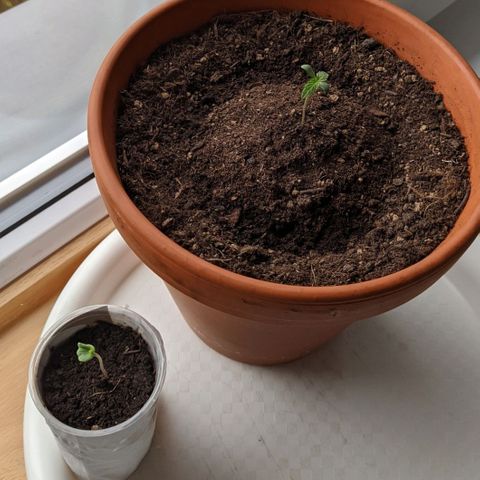 BCN Critical XXL Autoflower growlog timeline photo