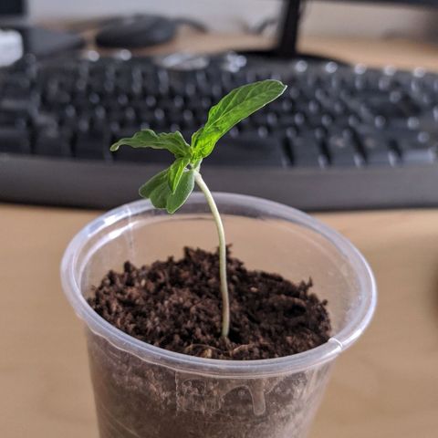 BCN Critical XXL Autoflower growlog timeline photo