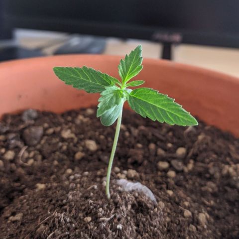 BCN Critical XXL Autoflower growlog timeline photo