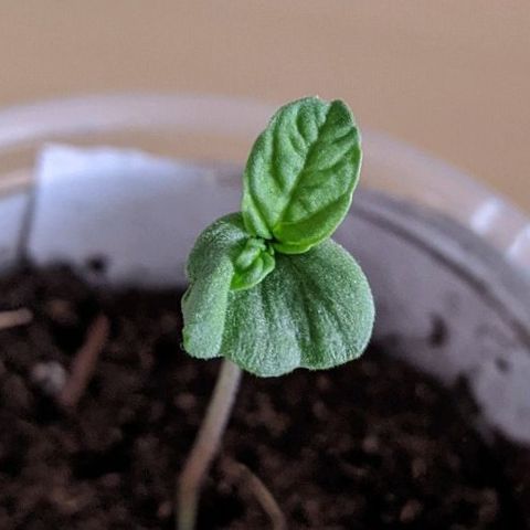 BCN Critical XXL Autoflower growlog timeline photo