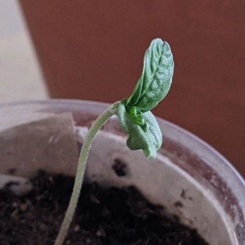 BCN Critical XXL Autoflower growlog timeline photo