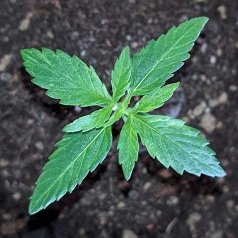 BCN Critical XXL Autoflower growlog photo: Leaves show a problem.