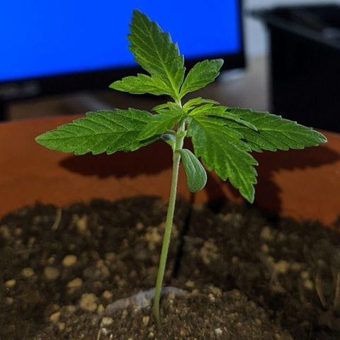BCN Critical XXL Autoflower growlog timeline photo