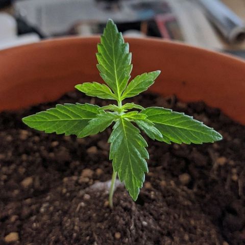BCN Critical XXL Autoflower growlog timeline photo