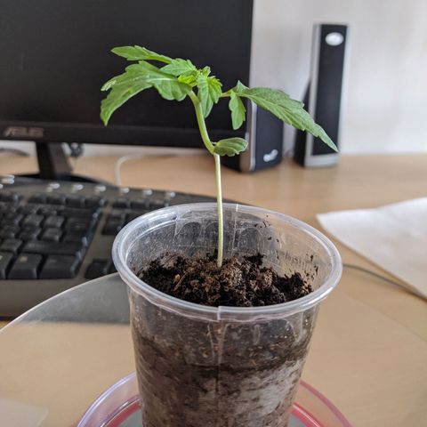 BCN Critical XXL Autoflower growlog timeline photo