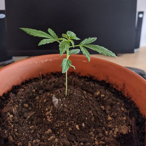BCN Critical XXL Autoflower growlog timeline photo