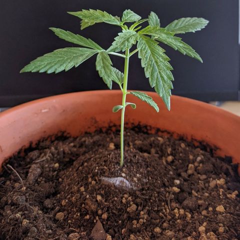 BCN Critical XXL Autoflower growlog timeline photo