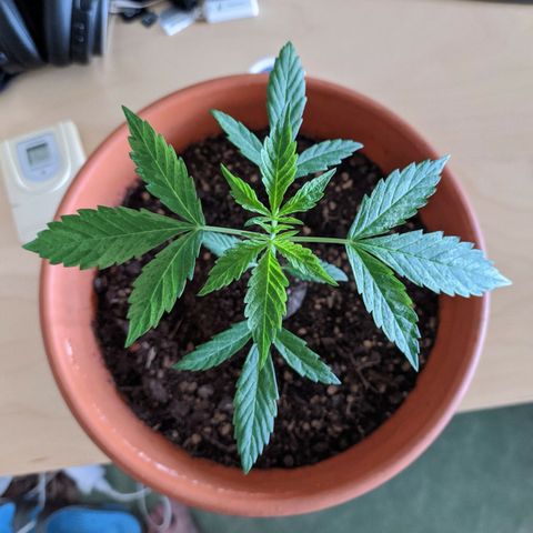 BCN Critical XXL Autoflower growlog timeline photo