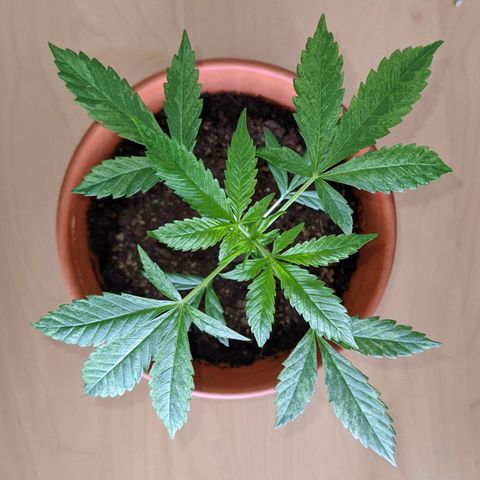 BCN Critical XXL Autoflower growlog timeline photo